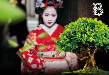 Foto-ohlédnutí za Festivalem bonsají a japonské kultury 2022